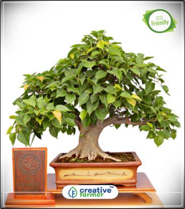 Creative Farmer Tree Seeds For All Season Peepal Tree Ficus Herb Seeds Bonsai Tree Seeds Tree Bonsai Seeds Kitchen Garden Plant Seeds 10indoor Outdoor Kitchen Garden Plant Seeds Seed Price In