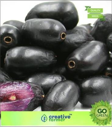 pic Black Plum Images jamun fruit seeds seeds for garden seed