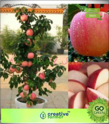 Home Depot 7e pommier fruitier