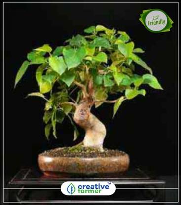 Creative Farmer Garden Seeds Seed Price In India Buy Creative Farmer Garden Seeds Seed Online At Flipkart Com