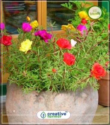 Creative Farmer Portulaca Hanging Basket Kitchen Garden Flower Seeds Kitchen Garden Plant Seeds indoor Outdoor Kitchen Garden Plant Seeds Seed Price In India Buy Creative Farmer Portulaca Hanging Basket Kitchen Garden