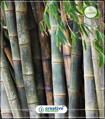Creative Farmer Rare Golden Bamboo Seeds Bamboo Plant Seeds Gold Garden Bamboo Bamboo Seeds Kitchen Garden Plant Seeds 5indoor Outdoor Kitchen Garden Plant Seeds Seed Price In India Buy Creative Farmer