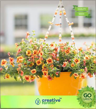 Creative Farmer 10 O Clock Flower Seed Price In India Buy Creative Farmer 10 O Clock Flower Seed Online At Flipkart Com