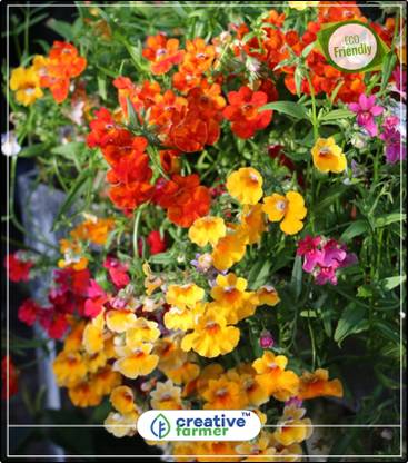 Creative Farmer Nemesia Perennial Flowering Plants For Summer Kitchen Garden Plant Seeds 20indoor Outdoor Kitchen Garden Plant Seeds Seed Price In India Buy Creative Farmer Nemesia Perennial Flowering Plants For Summer