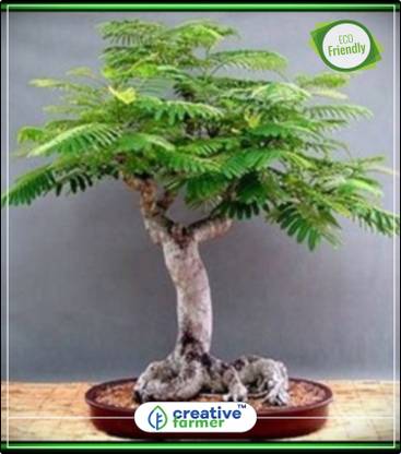 Creative Farmer Garden Seeds Seed Price In India Buy Creative Farmer Garden Seeds Seed Online At Flipkart Com