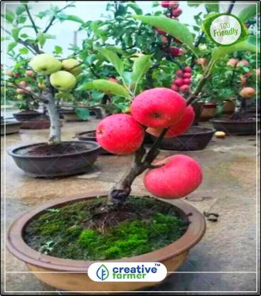 Creative Farmer American Imported Yellow Golden Apple Seeds Fruit Seeds Fruit Plant Seeds Kitchen Garden Plant Seeds 10indoor Outdoor Kitchen Garden Plant Seeds Seed Price In India Buy Creative Farmer American