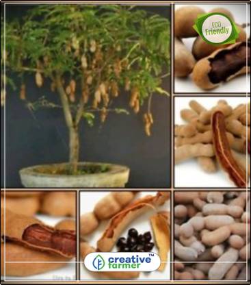 Creative Farmer Fruit Seeds Tamarind Imli Or Tamarindus Indica Tree Fruit Seeds Fruit Plant Seeds Fruit Seeds Kitchen Garden Plant Seeds 5indoor Outdoor Kitchen Garden Plant Seeds Seed Price In India
