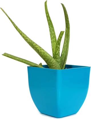 Rgdecor Aloe Vera Plant Price In India Buy Rgdecor Aloe Vera Plant Online At Flipkart Com Aloe vera gel online shopping india. rgdecor aloe vera plant price in india