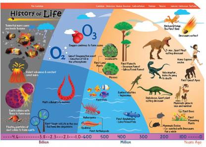 Science Poster for Kids - History of Life - Size A3 - 11.7 X ...
