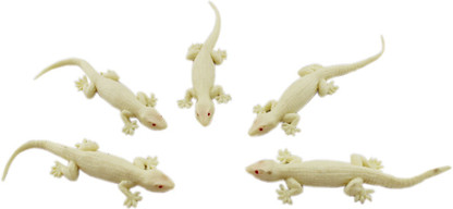 rubber lizard toy
