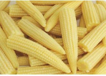 Antier Baby Corn Seed Pack Of 50 Seed X 1 Per Pkts 1 Packet Of Baby Corn Seed Price In India Buy Antier Baby Corn Seed Pack Of 50 Seed X