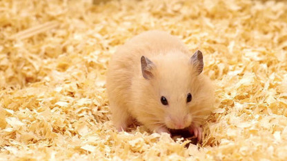 bedding for mice