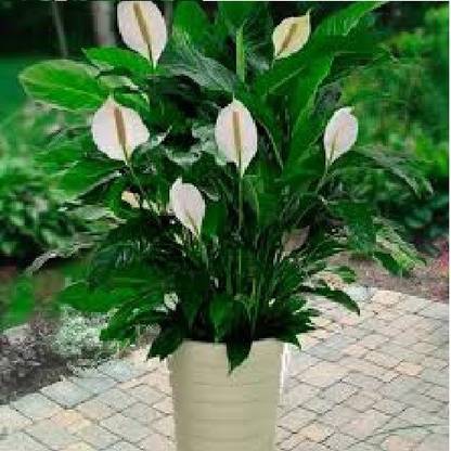 wallpapers Picture Of Peace Lily live green peace lily plant