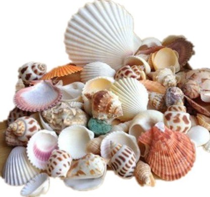 1 Box Beach Mixed Sea Shells Shell Aquarium Craft Decor Fish Tank Small Medium 