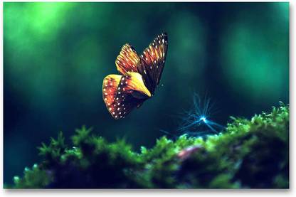 Wall Poster Butterfly Nature Hd Quality Wall Poster Paper Print Nature Posters In India Buy Art Film Design Movie Music Nature And Educational Paintings Wallpapers At Flipkart Com