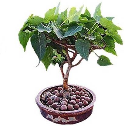 NV Ficus Plant Price in India - Buy NV Ficus Plant online at Flipkart.com NV Ficus Plant Price in India - Buy NV Ficus Plant online at Flipkart.com