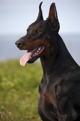 doberman dog online shopping