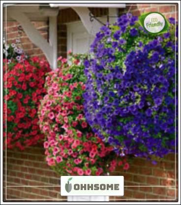 Ohhsome Petunia Royal Blue Flower Seed For Shade Outdoor Plants Seeds Garden Plant Seeds Seed Price In India Buy Ohhsome Petunia Royal Blue Flower Seed For Shade Outdoor Plants Seeds Garden Plant Seeds