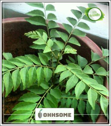 Ohhsome Bonsai Curry Leaf Tree Small Or Medium Sized Tree Seeds Seeds Plant Seeds For Garden Pack Seed Price In India Buy Ohhsome Bonsai Curry Leaf Tree Small Or