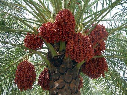Nv Live Date Khajoor Plant With Pot Healthy Price In India Buy Nv Live Date Khajoor Plant With Pot Healthy Online At Flipkart Com