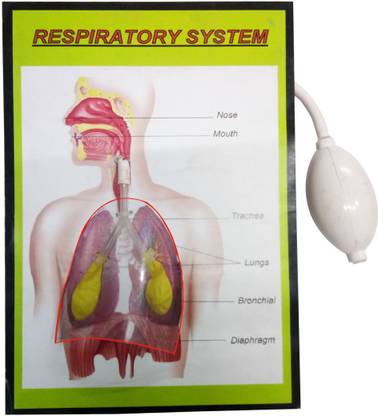 Melody S Respiratory System Using Baloon Physics Science Working Model Project Educational Electronic Hobby Kit Price In India Buy Melody S Respiratory System Using Baloon Physics Science Working Model Project Educational Electronic Hobby Kit Online