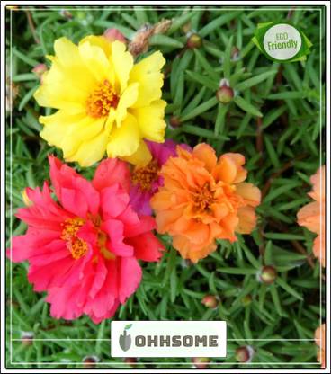Ohhsome Vietnam Rose Best Quality Flower Seeds High Germination Garden Plant Seeds Seed Price In India Buy Ohhsome Vietnam Rose Best Quality Flower Seeds High Germination Garden Plant Seeds Seed Online Ohhsome Vietnam Rose Best Quality Flower Seeds High Germination Garden Plant Seeds Seed Price In India Buy Ohhsome Vietnam Rose Best Quality Flower Seeds High Germination Garden Plant Seeds Seed Online