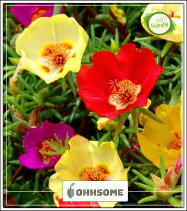 Ohhsome Vietnam Rose Flower Seeds Seed Price In India Buy Ohhsome Vietnam Rose Flower Seeds Seed Online At Flipkart Com Ohhsome Vietnam Rose Flower Seeds Seed Price In India Buy Ohhsome Vietnam Rose Flower Seeds Seed Online At Flipkart Com