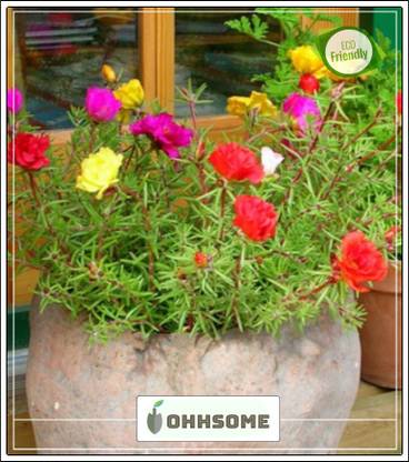 Ohhsome Vietnam Rose Plants Seeds Air Purifying Garden Plant Seeds Seed Price In India Buy Ohhsome Vietnam Rose Plants Seeds Air Purifying Garden Plant Seeds Seed Online At Flipkart Com Ohhsome Vietnam Rose Plants Seeds Air Purifying Garden Plant Seeds Seed Price In India Buy Ohhsome Vietnam Rose Plants Seeds Air Purifying Garden Plant Seeds Seed Online At Flipkart Com