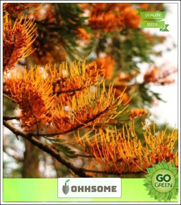 Ohhsome Silk Oak Tree Grevillea Robusta Tree Seeds Seeds Kitchen Garden Seeds Pack Seed Price In India Buy Ohhsome Silk Oak Tree Grevillea Robusta Tree Seeds Seeds Kitchen Garden Seeds Pack
