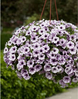 Ohhsome Flower Seeds Blue Fix Trailing Petunia Op Seed Packet Home Garden Plant Seeds Eco Pack Garden Plant Seeds By Ohhsome Seed Price In India Buy Ohhsome Flower Seeds