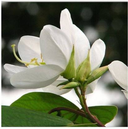 Ohhsome Flower Seeds Bauhinia Acuminata Dwarf White Orchid Tree Roof Top Gardening A2 Packetsb Garden Plant Seeds By Ohhsome Seed Price In India Buy Ohhsome Flower Seeds Bauhinia Acuminata