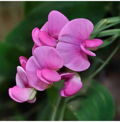 Ohhsome Flower Seeds Everlasting Pea Seeds Garden Seeds Home Depot Home Garden Plant Seeds Eco Pack Garden Plant Seeds Seed Price In India Buy Ohhsome Flower Seeds Everlasting Pea