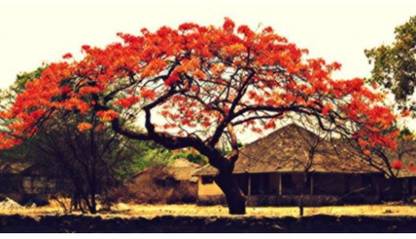 Ohhsome Krishnachura Kempu Tree Seeds Seed Price In India Buy Ohhsome Krishnachura Kempu Tree Seeds Seed Online At Flipkart Com