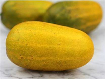 Ohhsome Yellow Cucumber Vegetable Seeds Seed Price In India Buy Ohhsome Yellow Cucumber Vegetable Seeds Seed Online At Flipkart Com