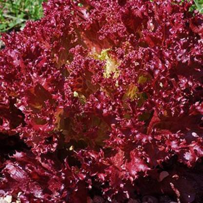 Antier LETTUCE LOLLO ROSSA SEED (PACK OF 30 SEED X 4 PER PKTS) 4 PACKET OF LETTUCE LOLLO ROSSA Seed