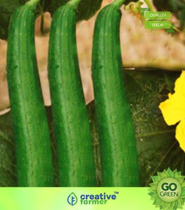 Creative Farmer Vegetable Seeds Sponge Gourd Ghiya Loki Seeds Sponge Gourd Dark Seeds Home Garden Seeds Seed Price In India Buy Creative Farmer Vegetable Seeds Sponge Gourd Ghiya Loki Seeds Creative Farmer Vegetable Seeds Sponge Gourd Ghiya Loki Seeds Sponge Gourd Dark Seeds Home Garden Seeds Seed Price In India Buy Creative Farmer Vegetable Seeds Sponge Gourd Ghiya Loki Seeds