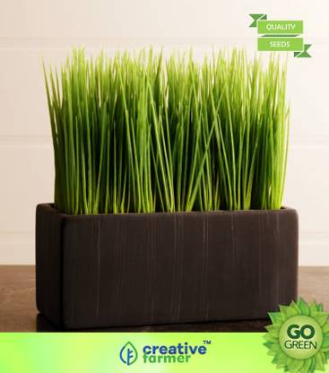 Creative Farmer Vegetable Seeds Pet Grass Seed Refill Pack Barley Oats Wheat And Rye Over 3 Oz Seeds Wheatgrass Microgreens Seeds Garden Seeds Home Garden Seeds Seed Price In India Creative Farmer Vegetable Seeds Pet Grass Seed Refill Pack Barley Oats Wheat And Rye Over 3 Oz Seeds Wheatgrass Microgreens Seeds Garden Seeds Home Garden Seeds Seed Price In India