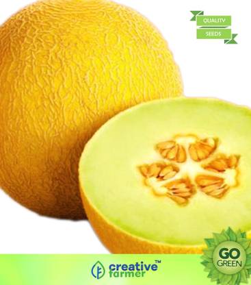 Creative Farmer Vegetable Seeds Sarda Fruit Seeds Yellow Melon Seeds Home Garden Seeds Seed Price In India Buy Creative Farmer Vegetable Seeds Sarda Fruit Seeds Yellow Melon Seeds Home