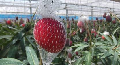 Vamsha Nature Care Mango Plant Price In India Buy Vamsha Nature Care Mango Plant Online At Flipkart Com