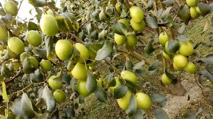 Nv Live Ber Indian Jujube Grafted Fruit Plant With Pot Healthy Price In India Buy Nv Live Ber Indian Jujube Grafted Fruit Plant With Pot Healthy Online At Flipkart Com Nv Live Ber Indian Jujube Grafted Fruit Plant With Pot Healthy Price In India Buy Nv Live Ber Indian Jujube Grafted Fruit Plant With Pot Healthy Online At Flipkart Com