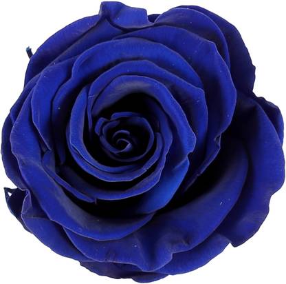 Ferns N Petals Forever Love For Birthday Anniversary Wedding Housewarming Valentine S Day Gifting In Velvet Box Blue Rose Artificial Flower Price In India Buy Ferns N Petals Forever Love For Birthday Anniversary Wedding Housewarming Valentine S Day