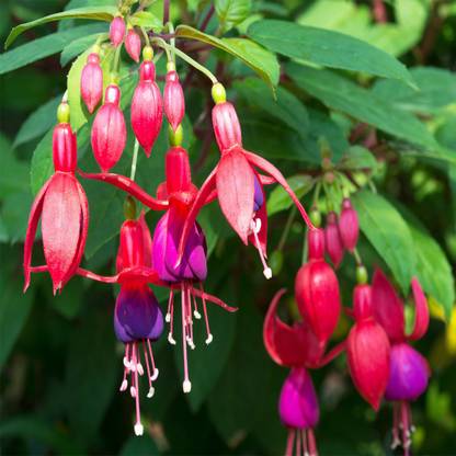 Senecio Fuschia Double Purple Dark Eyes Lantern Flower Seed Price In India Buy Senecio Fuschia Double Purple Dark Eyes Lantern Flower Seed Online At Flipkart Com