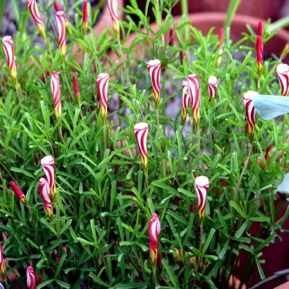 2 Pcs Bulbs Oxalis Versicolor Flowers Semillas Plants Home Garden Candy Cane