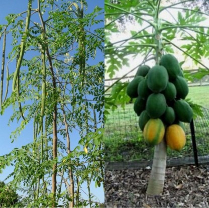 Moringa Oleifera Pack of 100 Seeds Dwarf Hybrid PKM 1 Drumstick/Sajna 