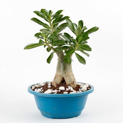 Ferns N Petals Socotra Adenium Bonsai Plant In Imported Plastic Bonsai Tray Seed Price In India Buy Ferns N Petals Socotra Adenium Bonsai Plant In Imported Plastic Bonsai Tray Seed Online