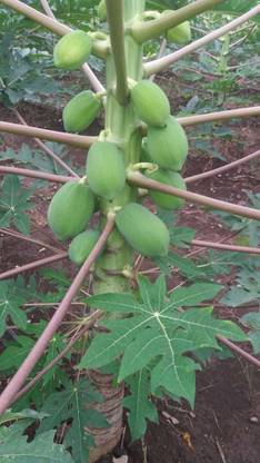 Green World Red Lady Papaya 786 Taiwan F1 Hybrid Seeds Pack Of Seed Price In India Buy Green World Red Lady Papaya 786 Taiwan F1 Hybrid Seeds Pack Of Seed Online