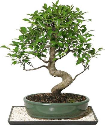 The Bonsai Plants Ficus Plant Price in India - Buy The Bonsai Plants Ficus Plant online at Flipkart.com The Bonsai Plants Ficus Plant Price in India - Buy The Bonsai Plants Ficus Plant online at Flipkart.com