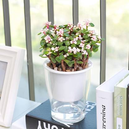 Hykon Self Watering Pot L For Garden Planters Indoor Outdoor Plant Container Set Price In India Buy Hykon Self Watering Pot L For Garden Planters Indoor Outdoor