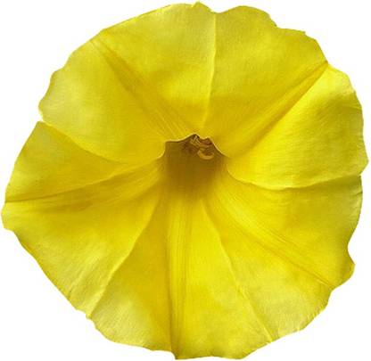 Futaba Climbing Yellow Morning Glory 100 Pcs Seed Price In India Buy Futaba Climbing Yellow Morning Glory 100 Pcs Seed Online At Flipkart Com