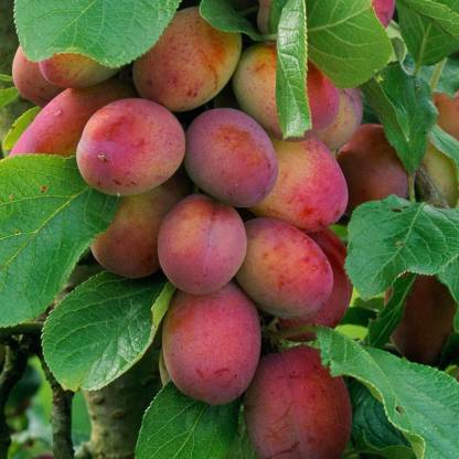 Fotos de árvores frutíferas de ameixa